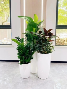 专业花卉租摆,领略宁波慈溪的绿色风情